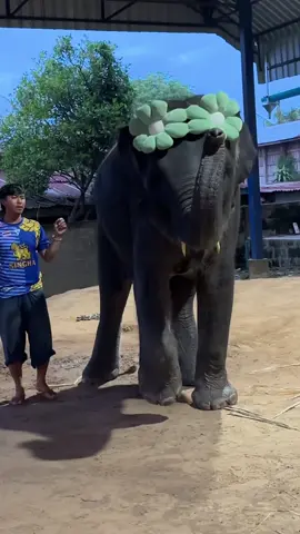 ไม่มีใครน่ารักกว่าหนูอีกแล้ว…#jubjangfamily #หมู่บ้านช้างบ้านตากลางสุรินทร์ 