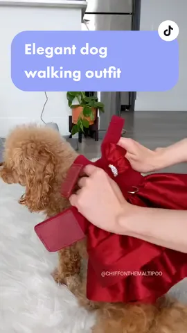 Wait to see Chiffon trot in her new dog walking outfit! Isn't it such an elegant style perfect for a fancy day out? Burgundy Madison dog harness dress with matching hair bow and leash: @susan.lanci.designs • 'CHIFFON' to save 15% #getreadywithme #dogfashion #dogclothes #grwm #dogharness #toypoodle #dogs #cutedog puppy dog outfit dog dress dog clothing dog model maltipoo Moodle toy poodle 