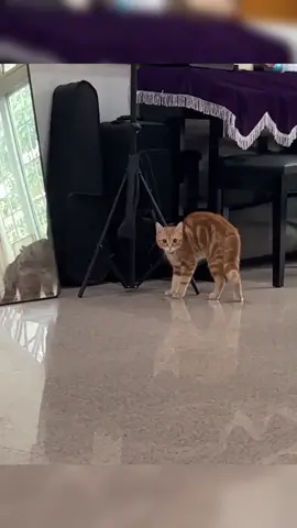 Hopping cat 🐱 #cat #fyp