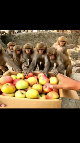 monkey are too excited about box of apple #feedinganimal full video in youtube ( youtube name FEEDING ANIMAL)