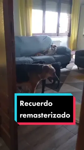 A veces los recuerdos cuadran mejor con un #trend actual En esta ocasión ninguna #Wilma resultó aplastada.  Marla, te echamos taaaaanto de menos. ❤️‍🩹  #Recuerdos #dumbways #dumbwaystodieedit 