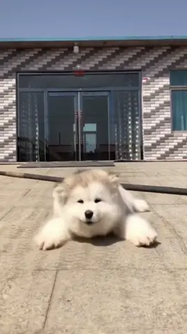 Không thể rời mắt với những chú chó đáng yêu này #dog #dogs #thucung #thucungvuinhon #xuhuong #xuhuongtiktok 