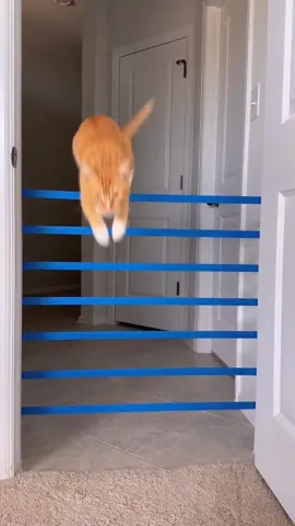 Chú mèo có thể nhảy cao đến đâu🤔 #cat #cats #thucung #thucungvuinhon #xuhuong #xuhuongtiktok 