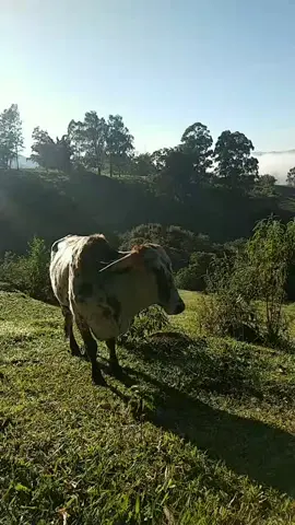 Esse é manso Demais 🐂 #animaisdotiktok animais #vaca #natureza