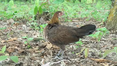 #ตัวเมียสายร้อง #ร้องเรียกหาไก่ป่าตัวผู้#poj qaib seev dib lau qaib qus tuaj zoo heev