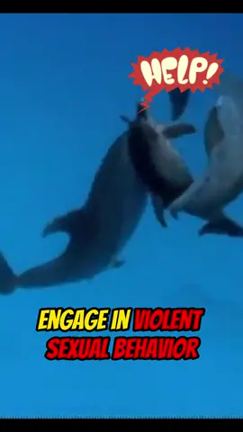 Why dolphins are evil. 🐬😈 #dolphin #dolphinbehavior