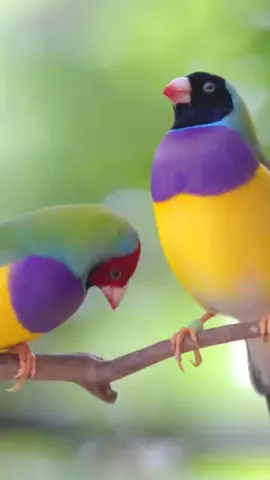 #gouldianfinches #birds #beautifulbirds #gouldianfinch #finchbirds #bird #finch #finches #thebird #thebirds #nature #thenature #dancingbird #dancingbirds #animal #animals #theanimals #funnybird #funnybirds #fun #funny #cutebird #cutebirds #cuteanimal #cuteanimals #funnyvideo #funnyvideos #explore #foryou #foryoupage #viral #diamantedegould #ladygouldianfinch #birdlover #birdlovers #animallover #animallovers #амадинагульда 