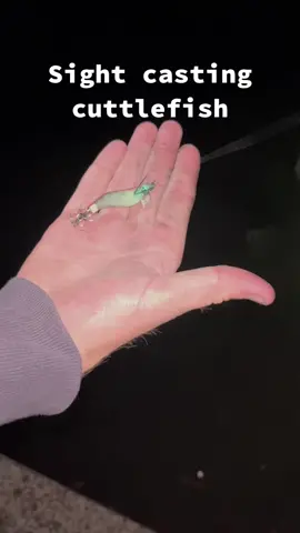 Cuttlefish fishing at night  #fyp #foryou #foryoupage #cuttlefish #fish #fishing #sydney #sydneyharbour #crazy #australia 