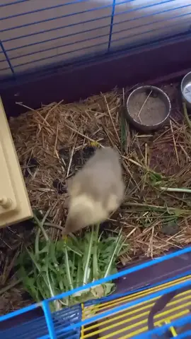 Une nouvelle copine pour Yall, bienvenue à Yoté #oie #oisons #oieblanche #oiedeguinée #animaux #mignon 