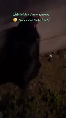 #chickensoftiktok #chickens #eggs i love my girls! I dodnt know they were locked out #healthyliving 