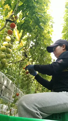 Harvesting ☺☺ #tomatogirls 🍅🍅 #ofwkorea🇰🇷🇰🇷 #seasonalworker #fypシ 