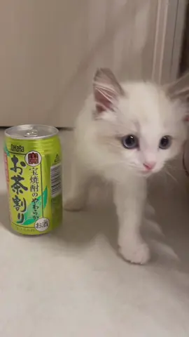 #猫 #猫のいる暮らし #ラグドール 