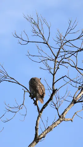 Morning Start with fighting between a Great Horned owl🦉 & Crow 🐦‍⬛ #dallas #dfw #tiktok #whiterocklake #crow #owl #greathornedowl #bird #fight 