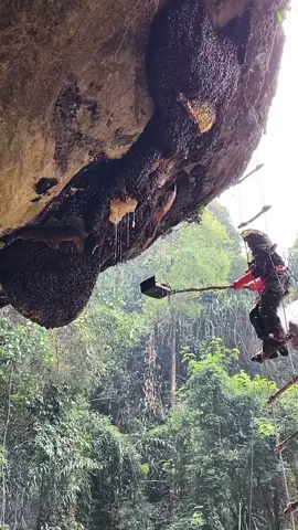 Take the most ecological honey in the most primitive way, the honey picker on the cliff.