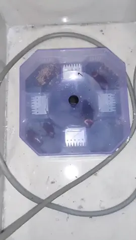 Kitchen Cockroaches are too runny. How to catch them? Try this # Cockroach Catcher # Cockroach Magic Box # Cockroaches how to get rid of the most complete