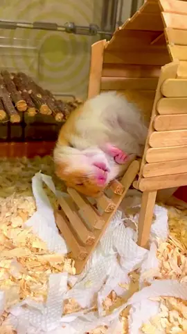 Hamster Falls Down During Sleep! #hamster #funny #fyp #foryou