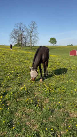 Heaven. #RoloTheOTTB #equestrianlife #equestrian #barnmanager #horsegirl #hunterjumper #thoroughbred #ottb #horse #horsetok #farmlife #lancasterpa #horses 