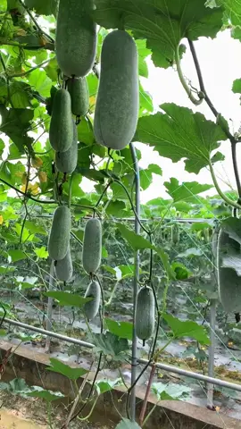 one seed changes life of millions #vegetables #agriculture #gardening #china #farmlife 