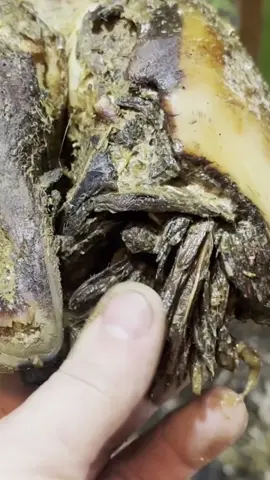 These are KERATIN FINGERS hanging out of a cow's hoof       #satisfying #wow #wtf #wtaf #cow #hoof #hoofpicking