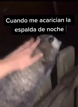 Se siente bien gacho banda 🥺👌 #humor #fantasma #susto #zarigueya #parati #foryou #foryoupage #fy #fyp #tacuache 