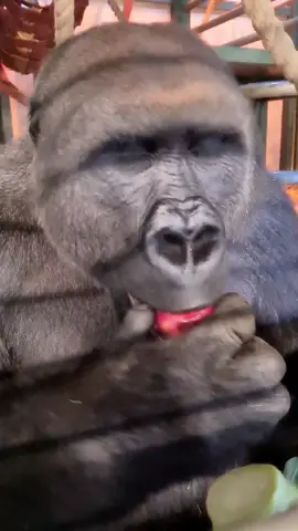 This gorilla is enjoying his apple and pineapple! #gorilla #asmr #mukbang #gorillaasmr #fyp #foryou #foryoupage 