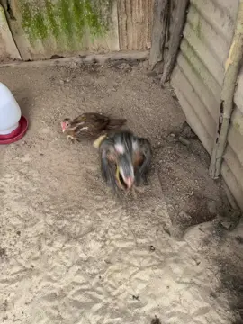 ไอเเฝด🐓ชั้นหลานท่านลุ่น#ชอบเเจ้ๆ #การเจริญเติบโตของไก่ #ไก่ชนใต้ 