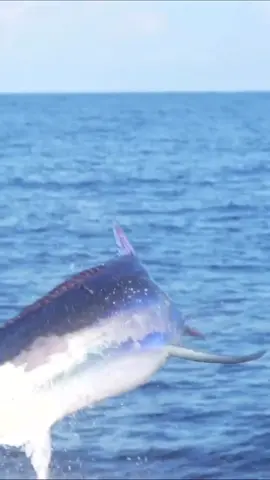 #fy #fypシ #viral #fish #fishing #topwaterfishing #gofishing #explore #اكبسلور 