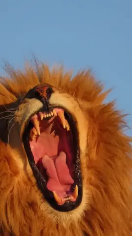 #goldenhour #lionyawn #nonprofit #lionsanctuary #lionking 