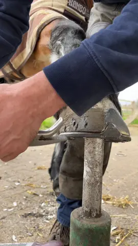 I hope your weekend is as nice as this finish 🙌 This horse literally has the nicest feet, ever!  #forfarriersbyfarriers #farrier #fyp #fypage #farriersoftiktok #foryou #fypシ #contentcreator #equestrian #horse #oddlysatisfying #viral #verifyme 