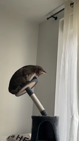 😵‍💫 #catsoftiktok #tiktokcats #fyp #funnycats 