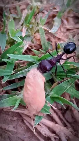 An Ant Carrying a Grain of Wheat 🌾. #insect #insectvideography #stockvideo #stockinsect #natural 