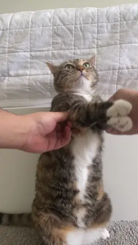 🐈 she is the chillest cat in the world 💗 #cats #catsoftiktok #cattok #johncena #fyp