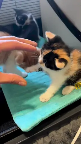 #animals #funnyvideos #funny #pets