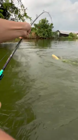 Strike monster kolam kalimantan sampai nyemplung kekolam ,pke umpan jambu Kirakira berapa lbs menurut kalian? Soon prat 2  #fishing #fishingvideos  #mancing #bigfish #predator #fish #fight #reels #fyp 