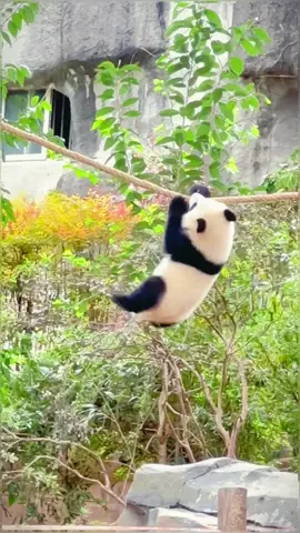 Start training from a young age🐼😘#panda #pandaexpress #pandalife #cute #pandasoftiktok #cutepanda #animalsoftiktok #fyp #foryou 