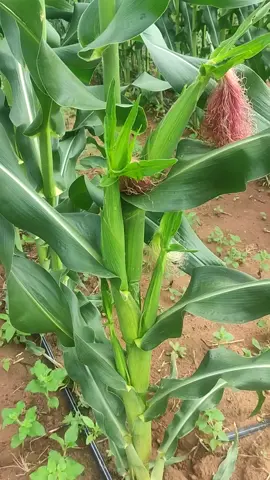 #milho #safra #2023 #agro #fyp #tiktok #agriculture 