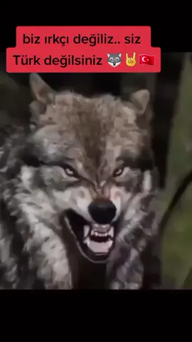 biz ırkçı değiliz.. siz Türk değilsiniz... 🇹🇷🤘🐺#PepsiKickOffShow #tokatlı #kesfetteyiz #anadolubozkurtlari🇹🇷 #milliyetciturkiye #onecikart #ulkuocaklari #tokat60 #turhal #Ramadan 