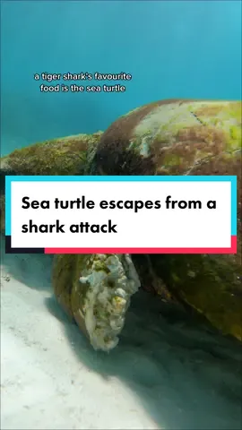 It aint easy for these beautiful big turtles. Its a rough world out there… Ill share some more footage of animals that have had run ins with sharks over the coming weeks.  #seaturtle #endangeredanimals #wildlife #wildlifephotography #sharkattack 