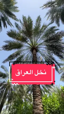 جولة مع نخيل #العراق الباسق #fyp #fy #fypage #fypシ #duet #بغداد #اغاني_عراقيه 