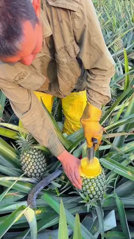 OMG😱😋🍍#usa #fruit #asmr 