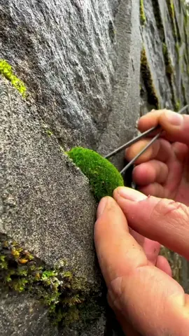#Fish tank landscaping#Mossy landscape#Natural landscape#microlandscape#Glass aquarium#fyp #foryou #foryoupage #Landscape #handmade #Natural art