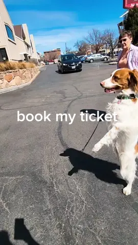 No matter how far away the destination is, if you are going, I'm the first one to book my ticket! #GonnaBeAGoodTrip #YounareGoingIAmGoing #AdventureAwaits #TagAlongWithMe #ThirdWheelWanted #LetTheAdventureBegin #RoadTripWarriors #JustInCaseYouGetLost #PackYourSenseOfHumor #happytravels #dexterdogouray #comedians #comedyclubproduction #comedyclub #doglife #crazydogmom #funnydogvideo 