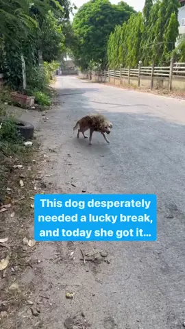 This is Lady. She needed a lucky break in life and today she got it. I called her lady as i want her to grow into one wjth dignity and grace #rescuedog #dogs 