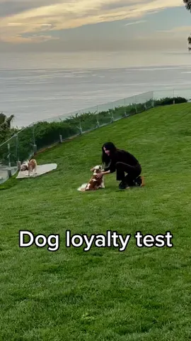 Unconditional love… not so much #dogsoftiktok 