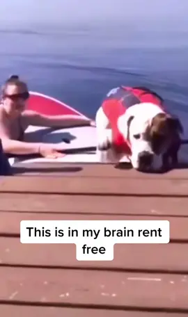 What an amazing world it would be if dogs could talk!!!! 😂😂 #funny #dogs #fyp #pets #fail #swimming #dogsoftiktok 