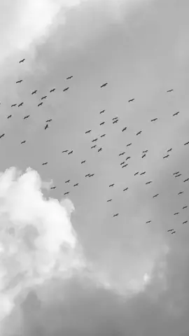 طيور مهاجره #bird #birds #viral #video #viralvideo #tiktok #tiktoklong #sky #fyp #fypシ #foryou #foryoupage #طيور #تصويري #طيور_مهاجرة 