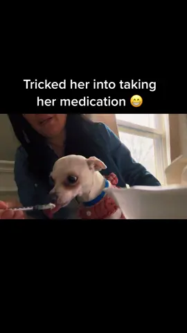 She won’t take her medication by itself, but she loves whipped cream… #dogmedication #whippedcream #PetsOfTikTok #dogsoftiktok #chihuahua 