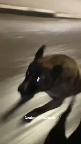 #foryourpage #fyp #foryou #dogchase #dog #bikers #funny 