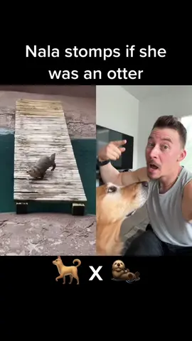#duet with @mycuteotters #otter Nala said dad stop playin #dog