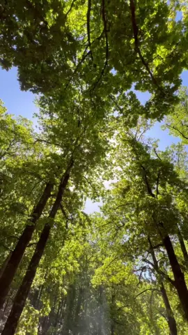 Camping is way of life 🏕️                  #camping #campinglife #campingtents #Outdoors #enjoylife #jijel #algeria 